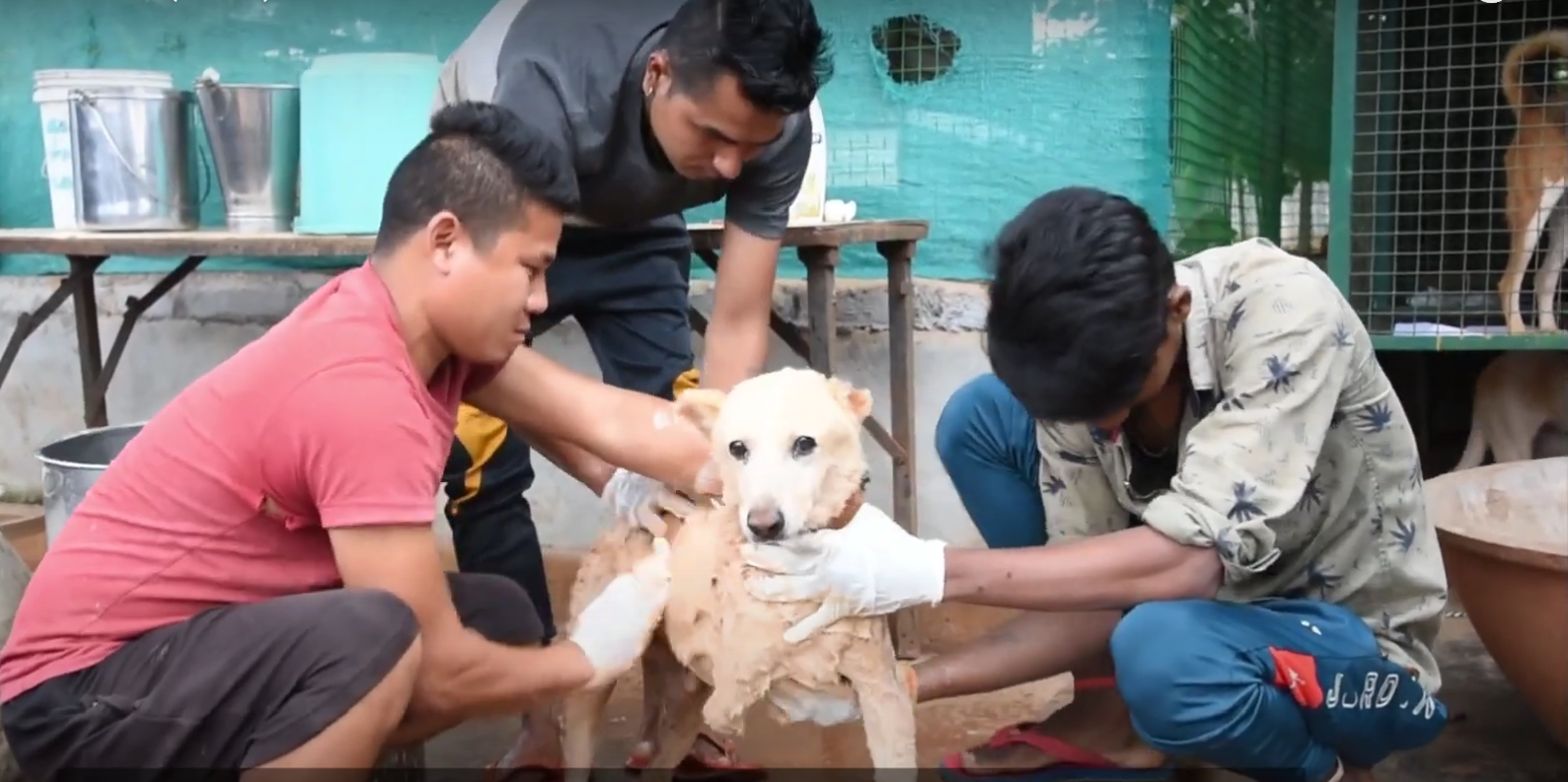 Voluteers giving medicated bath