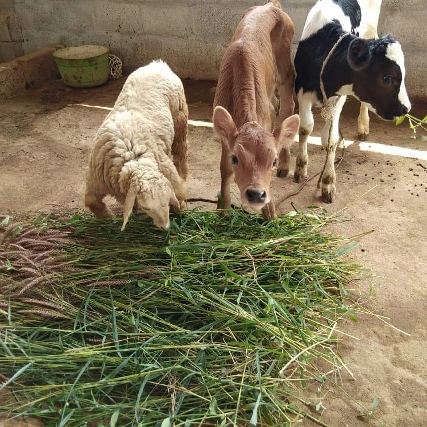 Calf getting straw feed